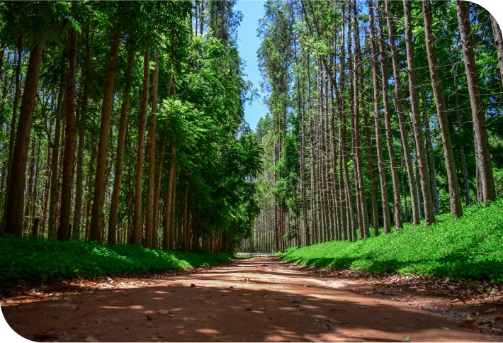 Floresta Eucalipto